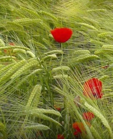 A06D7323-C176-40F7-BEC2-0654030AB33D